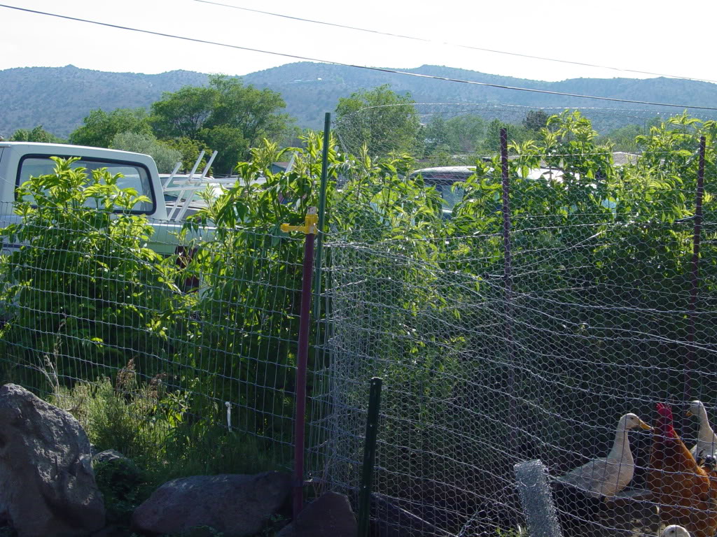 Name:  petsandgarden30May09003.jpg
Views: 18
Size:  264.2 KB