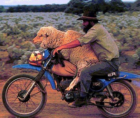 Name:  sheep_on_bike.gif
Views: 21
Size:  67.4 KB