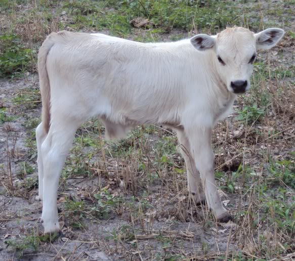 Name:  junejune.jpg
Views: 24
Size:  102.6 KB