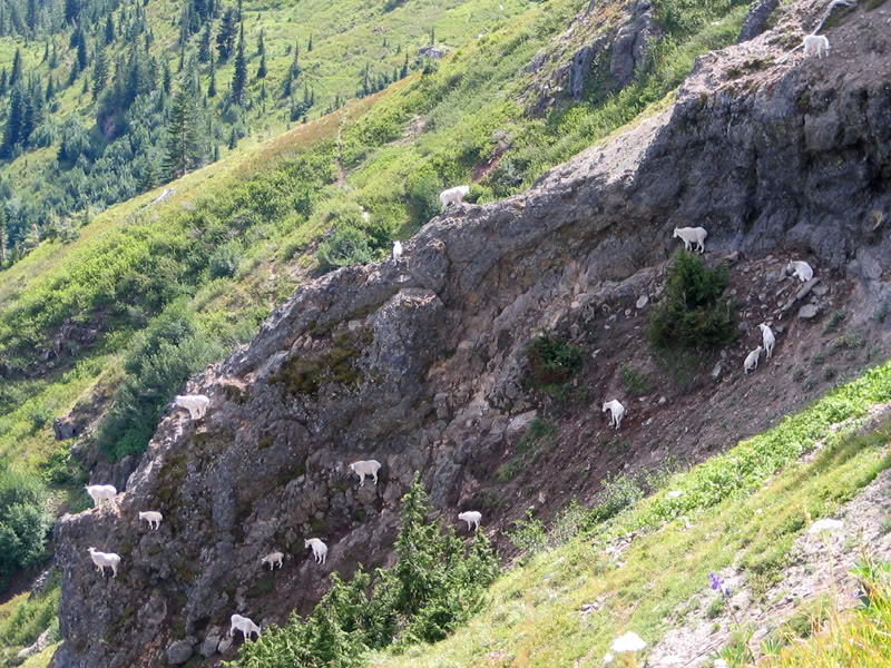 Name:  Jumbo_goats.jpg
Views: 52
Size:  196.7 KB