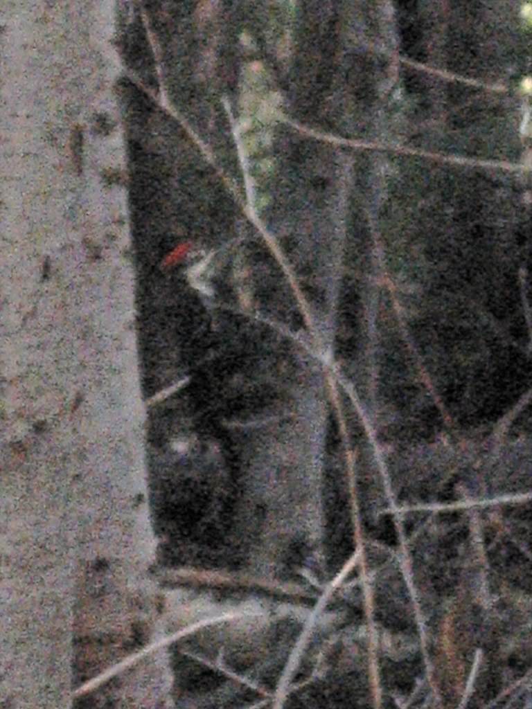 Name:  IMG_3122.jpg
Views: 24
Size:  126.3 KB