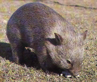 Name: Wombat.jpg
Views: 129
Size: 24.4 KB