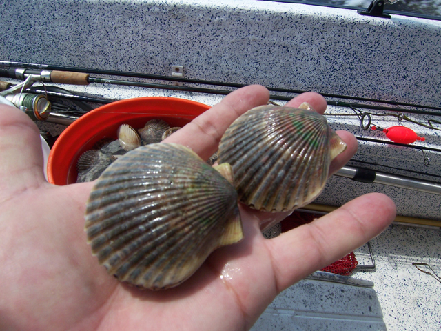 Name:  Scallop.jpg
Views: 115
Size:  343.6 KB
