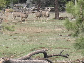 Name:  bikeride09whtmtns023.jpg
Views: 20
Size:  30.3 KB