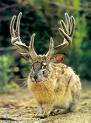 Name:  jackalope.jpg
Views: 27
Size:  3.7 KB