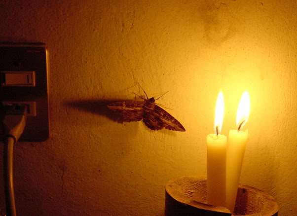 Name:  moth-flame.jpg
Views: 24
Size:  45.2 KB