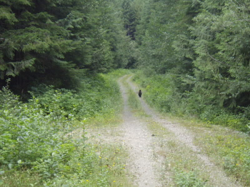 Name:  Bearcropped.jpg
Views: 33
Size:  106.2 KB