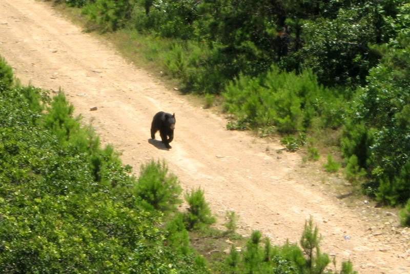 Name: bear.jpg
Views: 301
Size: 109.9 KB