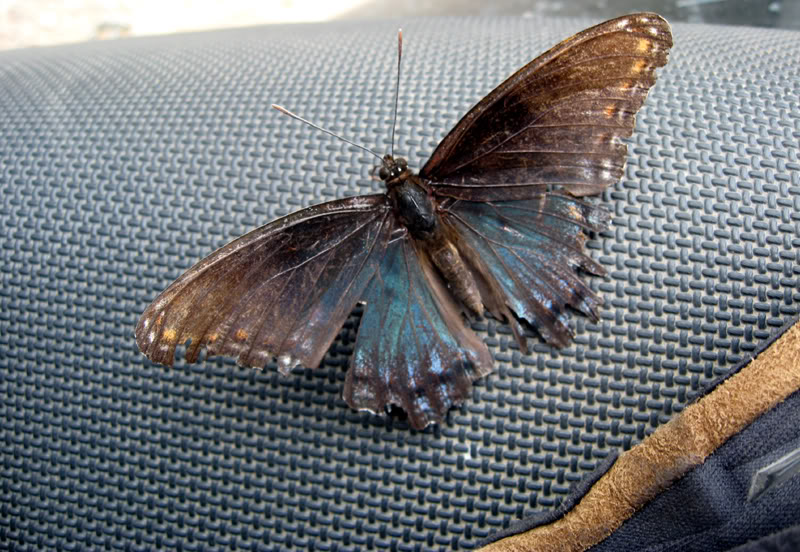 Name:  moth.jpg
Views: 138
Size:  127.6 KB