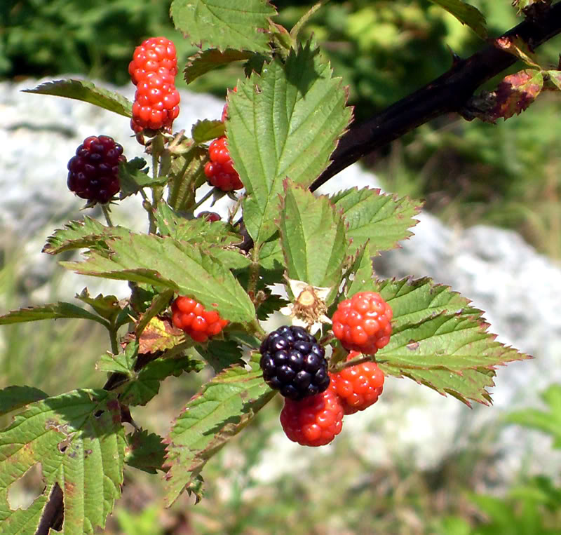 Name: berries.jpg
Views: 251
Size: 155.6 KB