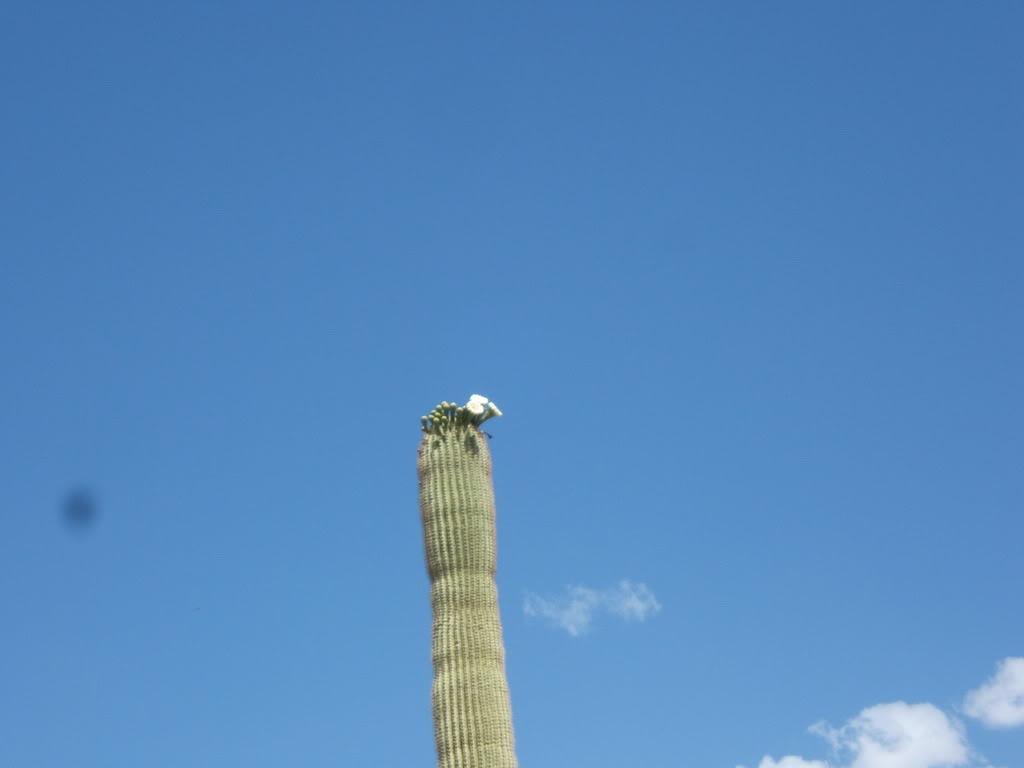 Name:  HarquahalaMtn024.jpg
Views: 71
Size:  26.1 KB