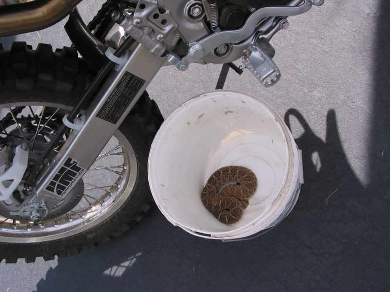 Name:  SNAKE3.jpg
Views: 71
Size:  95.4 KB