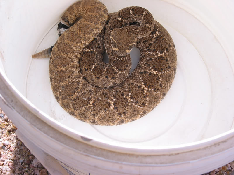 Name:  SNAKE1.jpg
Views: 79
Size:  94.5 KB