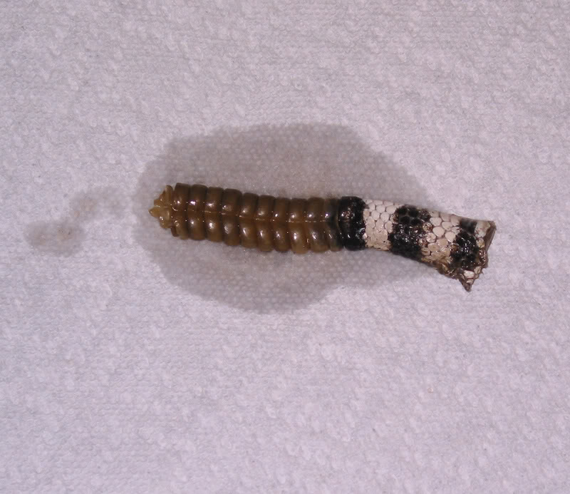 Name:  Rattle.jpg
Views: 72
Size:  90.0 KB