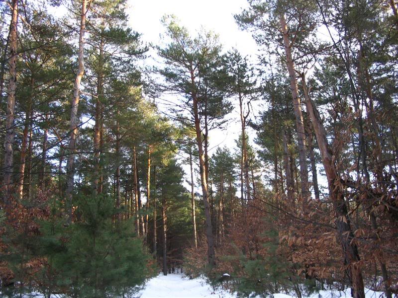 Name:  12-29-2007008Medium.jpg
Views: 60
Size:  134.2 KB