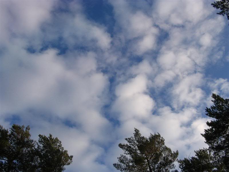 Name:  12-29-2007009Medium.jpg
Views: 42
Size:  47.6 KB