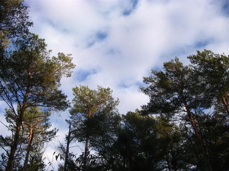 Name:  12-29-2007010Medium.jpg
Views: 64
Size:  93.7 KB