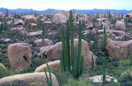 Name:  desert.jpg
Views: 27
Size:  54.5 KB
