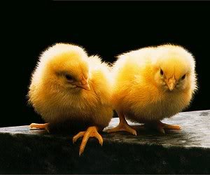 Name:  chickens.jpg
Views: 98
Size:  12.5 KB