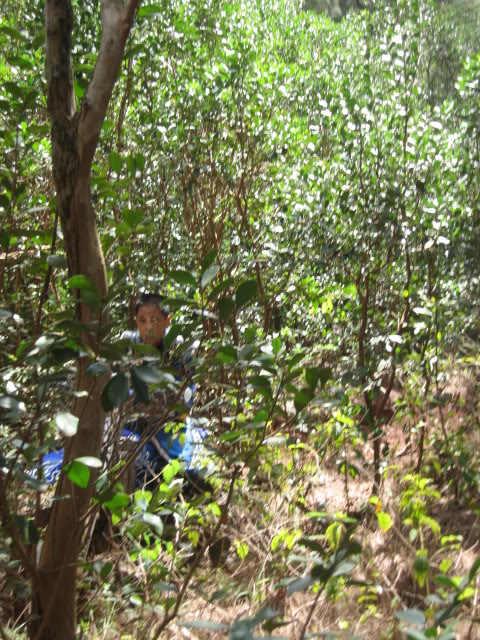 Name:  Picture076-1.jpg
Views: 24
Size:  129.5 KB