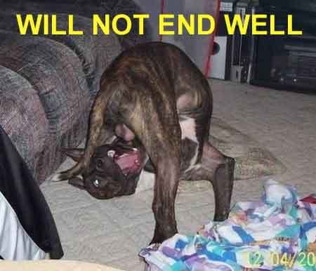 Name:  funnydog.jpg
Views: 24
Size:  18.9 KB