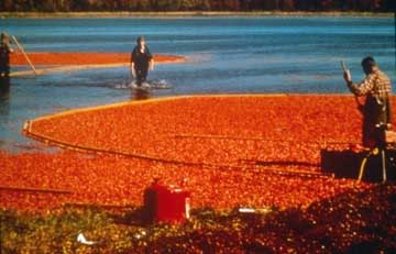 Name:  cranberry-harvest-s.jpg
Views: 34
Size:  21.1 KB