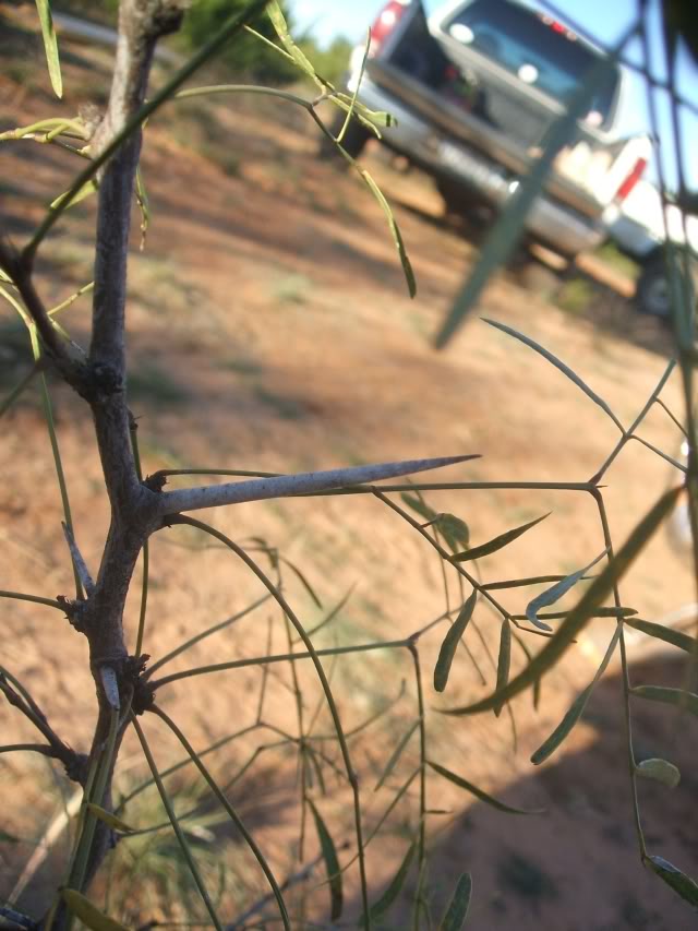 Name:  thorn.jpg
Views: 33
Size:  75.5 KB