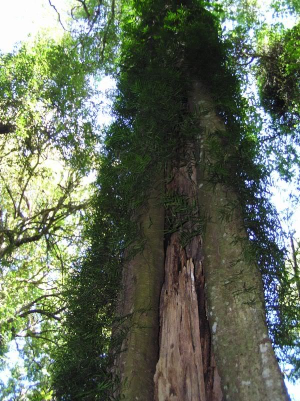 Name: tree.jpg
Views: 50
Size: 137.1 KB
