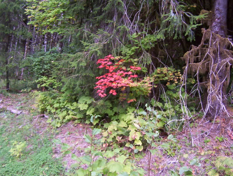 Name: Picture_0300.jpg
Views: 97
Size: 163.8 KB
