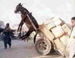 Name:  donkey.jpg
Views: 34
Size:  5.3 KB