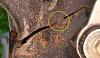Broken Frame klx250s-sn.jpg