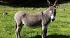 Let's talk about my ass....and an aftermarket seat-donkey.jpg