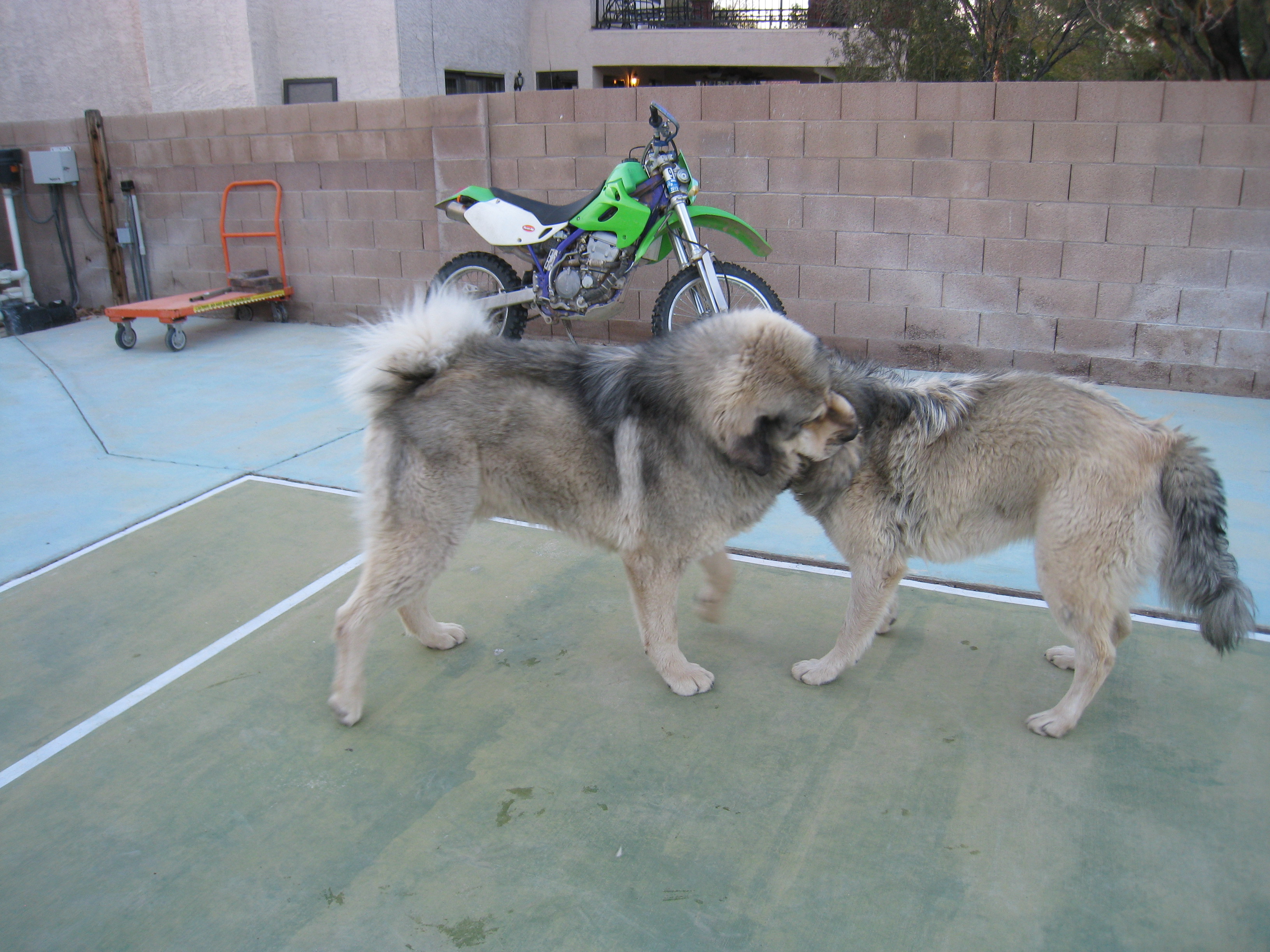 Name:  IMG_0729_zpsne4tbgj1.jpg
Views: 295
Size:  1.90 MB