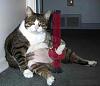 Cat in bong......WTF!-stonedcat.jpg