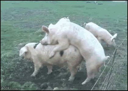Name:  Barbed_wire_pig_sex.gif
Views: 26
Size:  1.44 MB
