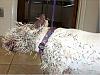 doggy has a bad day!-porqupine2.jpg