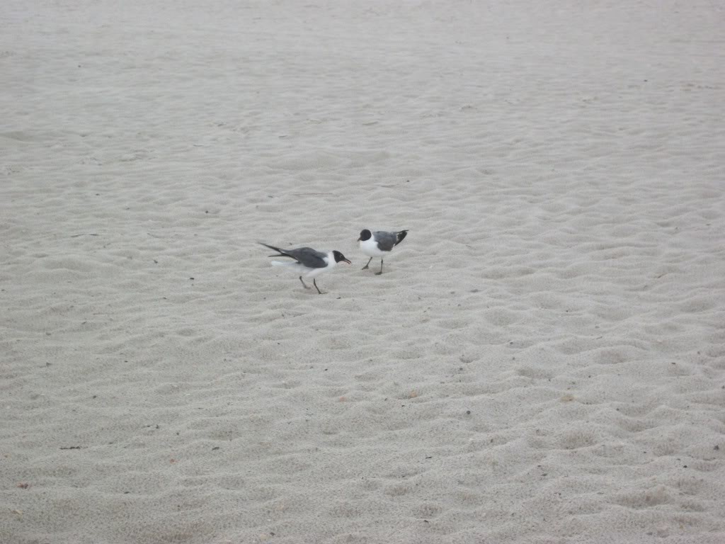 Name:  100_0690.jpg
Views: 86
Size:  122.3 KB