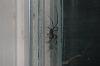 What was by my bedroom window last night...-widow_1.jpg