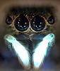 What was by my bedroom window last night...-070125-glowing-spiders_big.jpg