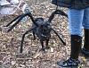 What was by my bedroom window last night...-spider_pug.jpg