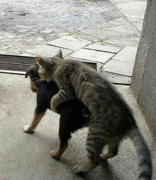 Name:  Puppyluvin.jpg
Views: 18
Size:  50.8 KB