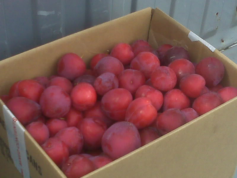 Name:  IMG01371.jpg
Views: 10
Size:  49.9 KB