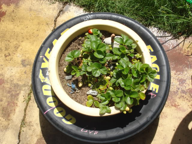 Name:  DSC01291.jpg
Views: 13
Size:  115.6 KB