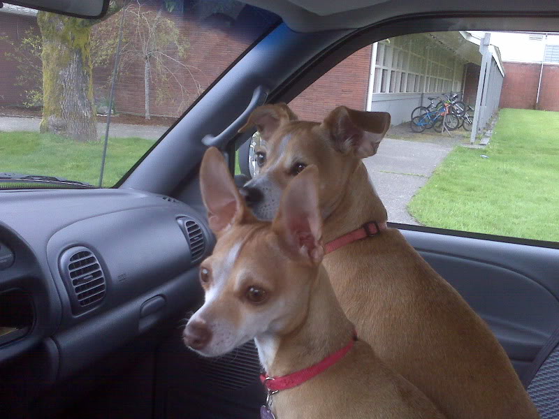 Name:  puppies.jpg
Views: 17
Size:  91.5 KB