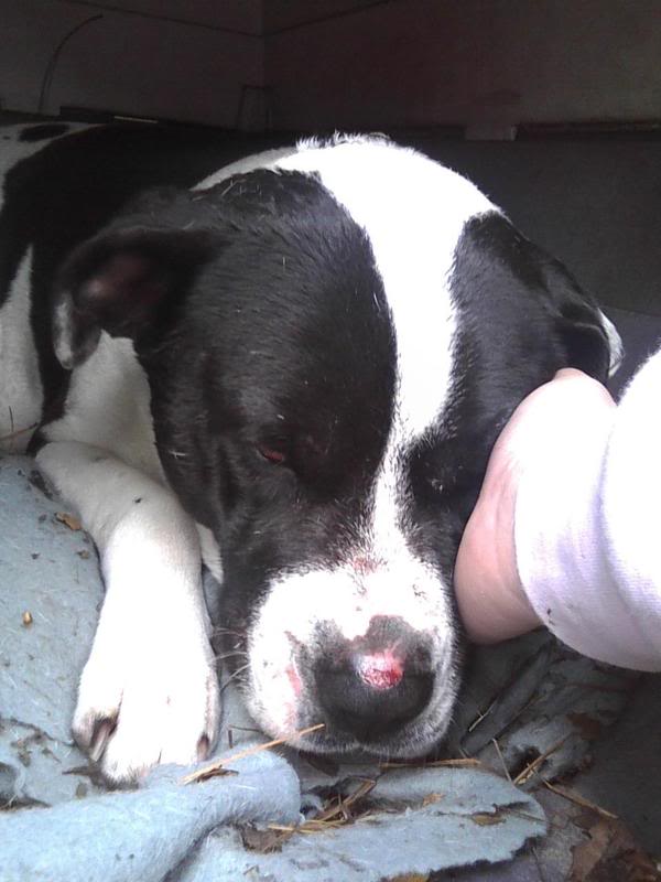 Name:  gracie.jpg
Views: 29
Size:  50.8 KB