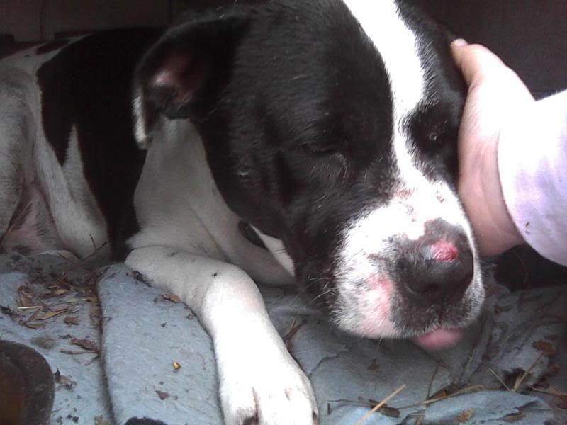 Name:  gracie1.jpg
Views: 31
Size:  49.7 KB