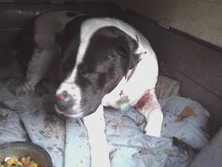 Name:  gracie2.jpg
Views: 28
Size:  10.4 KB