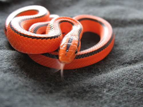 Name: benssnake01.jpg
Views: 24
Size: 39.9 KB