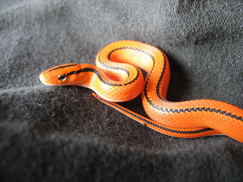 Name:  benssnake02.jpg
Views: 17
Size:  48.4 KB