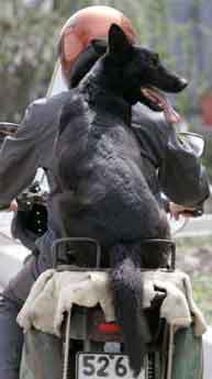 Name:  Russian-dog-on-motorcycle.jpg
Views: 16
Size:  6.5 KB